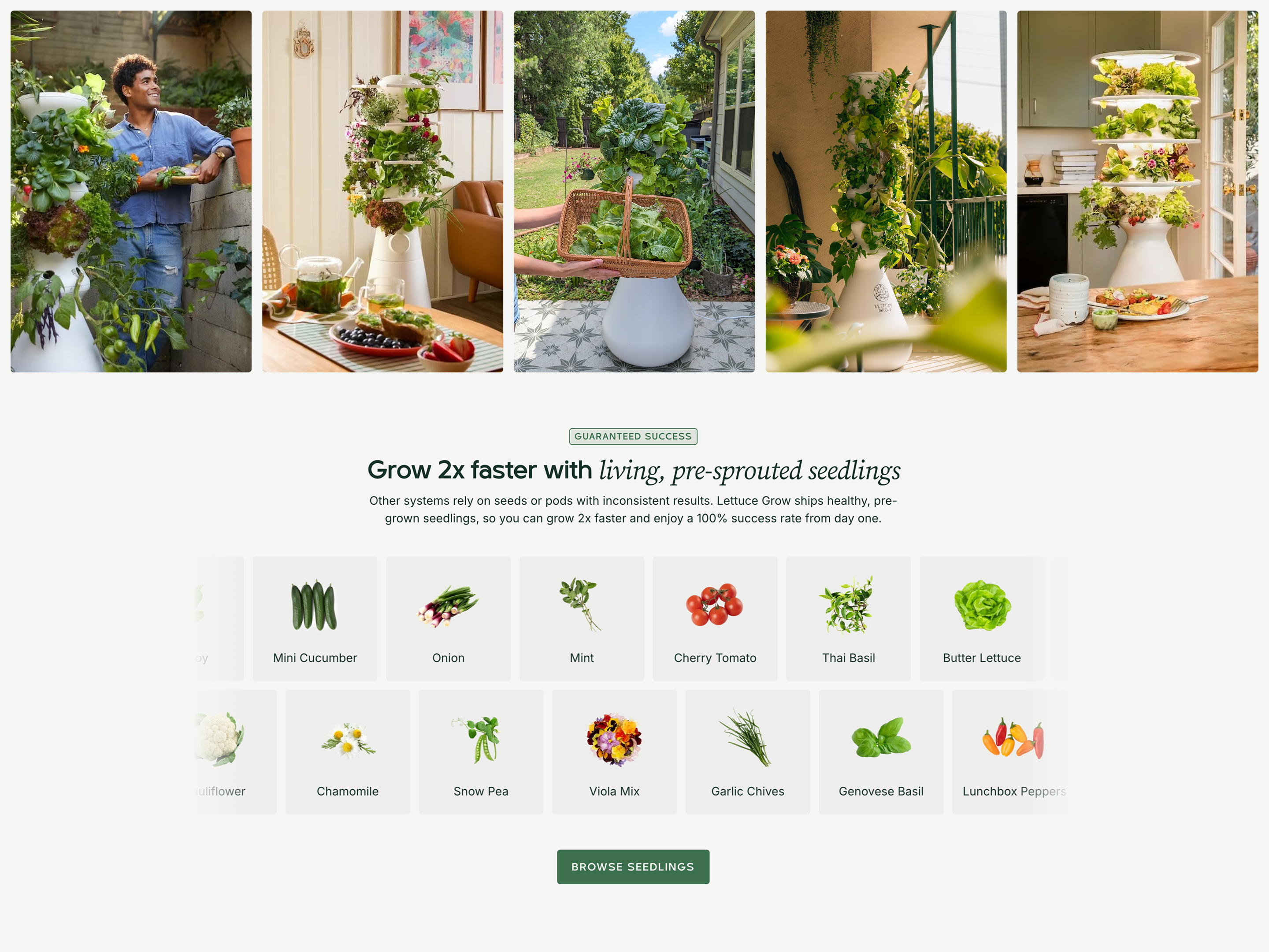 Lettuce Grow living seedlings section